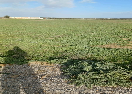 TERRAIN AGRICOLE NU A VENDRE