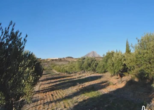 Terrain agricole à vendre