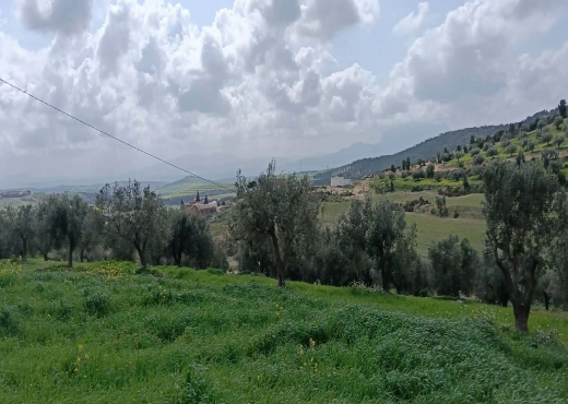 terrain agricole à vendre +maison