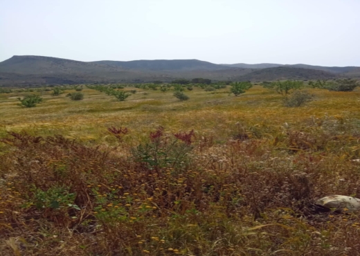 terrain agricole - image 2