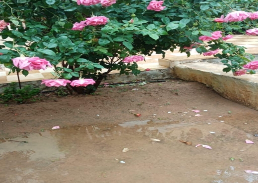 villa de 5000 métres - image 4