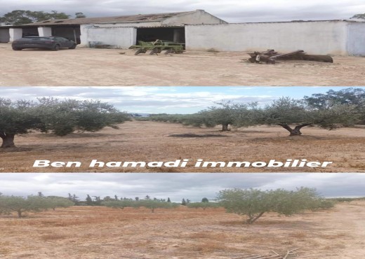 terrain agricole - image 4