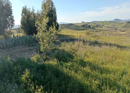 TERRAIN AGRICOLE A VENDRE - image 2