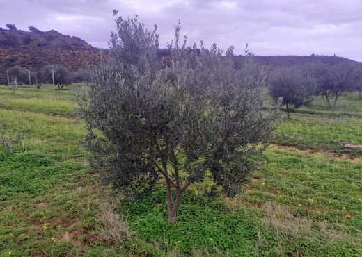 Terrain agricole à vendre - image 4