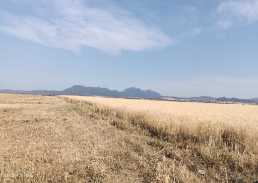 terrain agricole à vendre - image 2