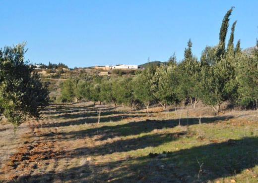 terrain agricole - image 3