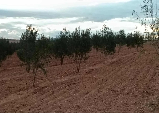 Terrain agricole à vendre plus  deux studio - image 4