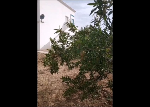 terrain agricole certifié bio - image 4