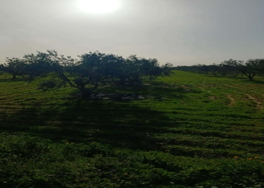 TERRAIN AGRICOLE A VENDRE - image 4