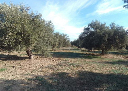 26 hectare a vendre - image 4