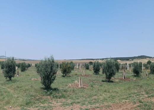 TERRAIN AGRICOLE A VENDRE - image 2