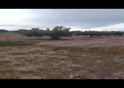 Terrain agricole à vendre - image 4