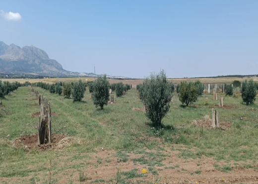 TERRAIN AGRICOLE A VENDRE