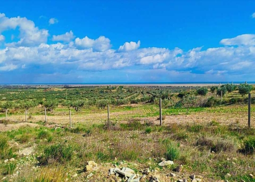 Terrain agricole à vendre
