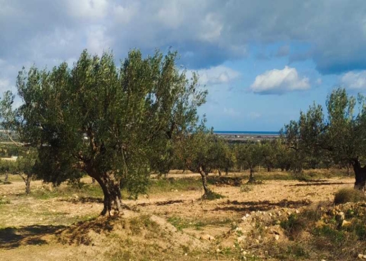 Terrain agricole à vendre - image 2