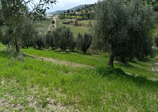 terrain agricole à vendre +maison - image 3