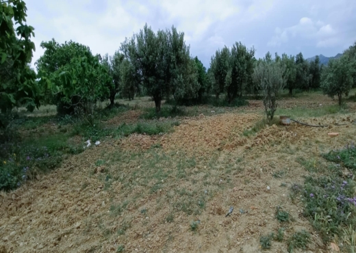 terrain agricole - image 4