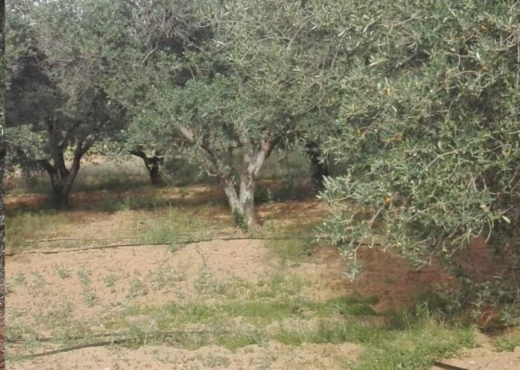 terrain agricole - image 4