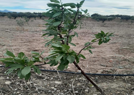 Terrain agricole à vendre - image 3