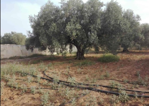 terrain agricole - image 2