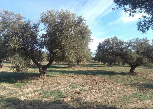 26 hectare a vendre - image 3