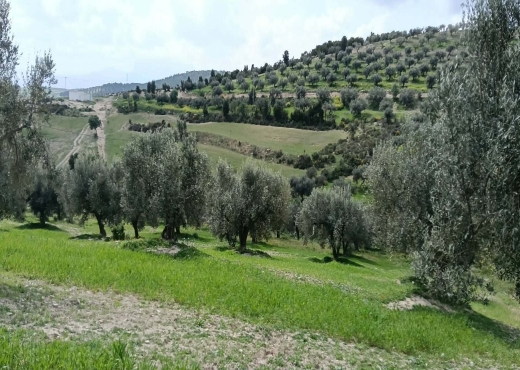 terrain agricole à vendre +maison - image 4