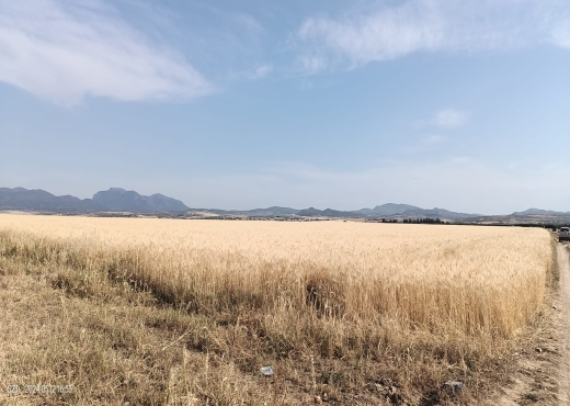 Terrain à vendre - image 3