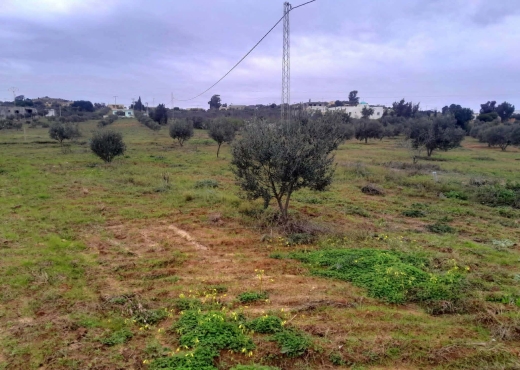 Terrain agricole à vendre