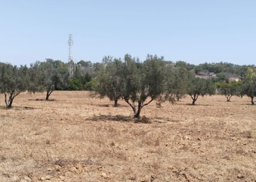 terrain agricole à vendre