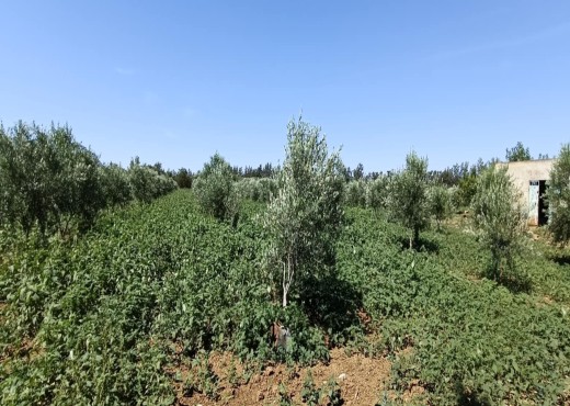 terrain agricole - image 3