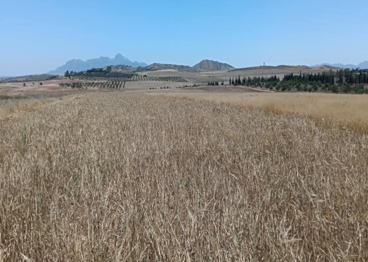 terrain agricole - image 2