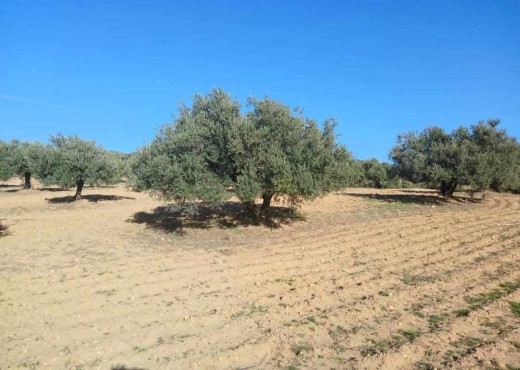 terrain agricole - image 4