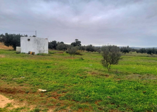 Terrain agricole à vendre - image 2