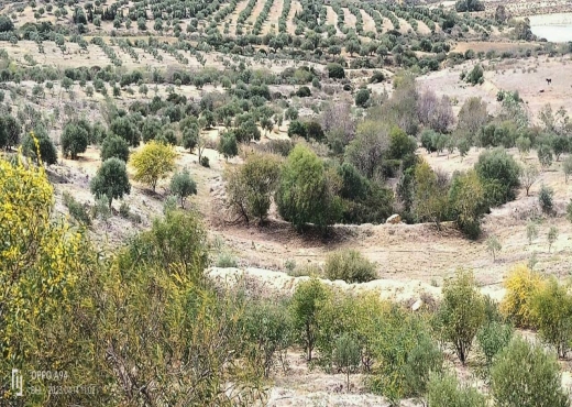 terrain agricole - image 2