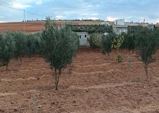 Terrain agricole à vendre plus  deux studio - image 3