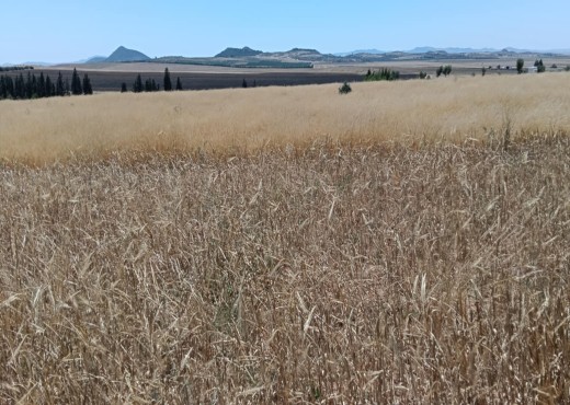 terrain agricole - image 3