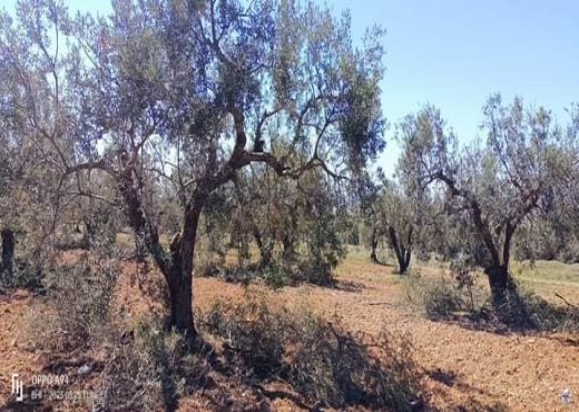 terrain agricole - image 2