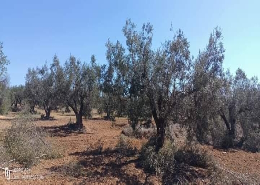 terrain agricole - image 4