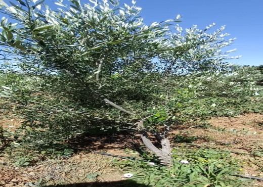 terrain agricole - image 2