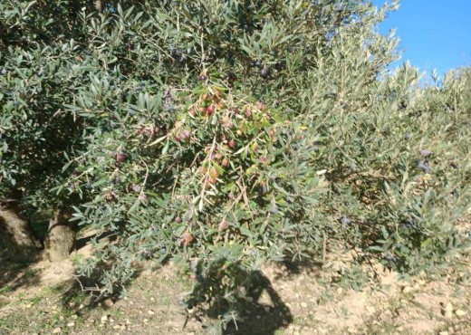 terrain agricole - image 2