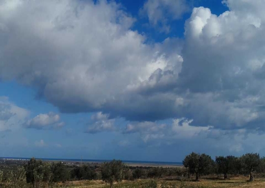 Terrain agricole à vendre - image 3