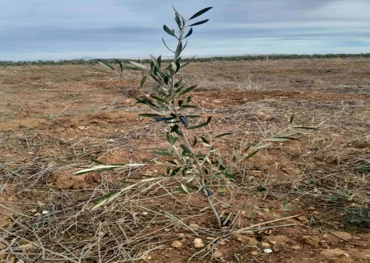 Terrain agricole à vendre