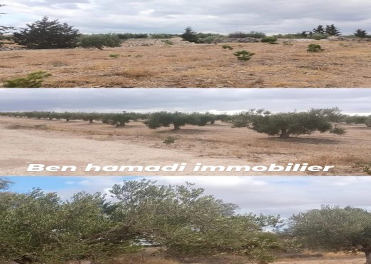 terrain agricole - image 3