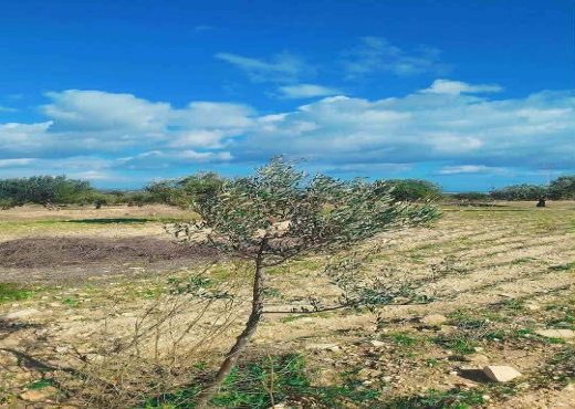 Terrain agricole à vendre - image 4