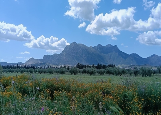 À VENDRE MAISON À ZAGHOUAN - image 4