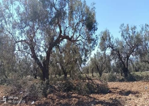 terrain agricole - image 3