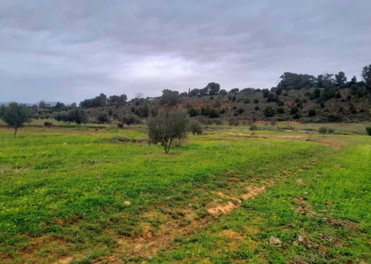 Terrain agricole à vendre - image 4