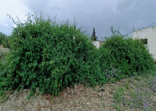 terrain agricole - image 3