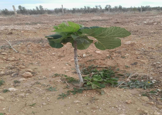 Terrain agricole à vendre - image 2