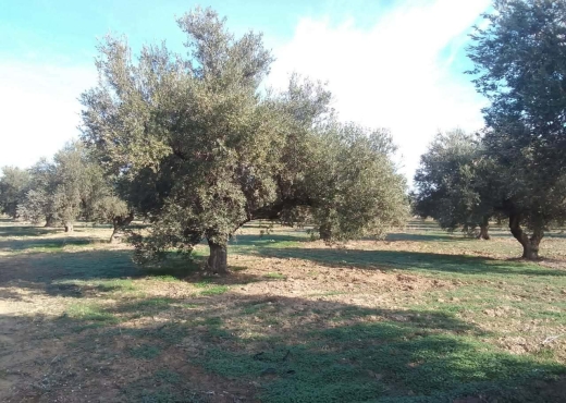 26 hectare a vendre - image 2